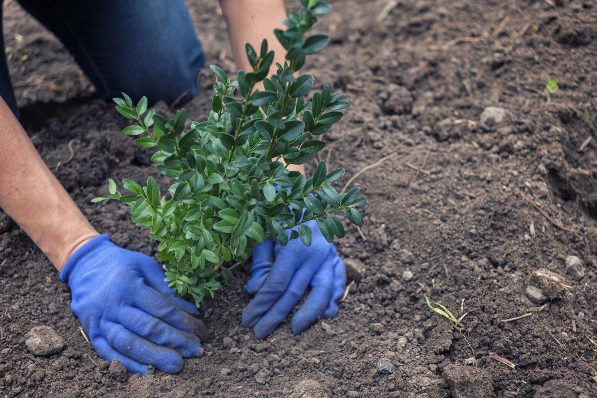 Gardener planting a shrub in a garden