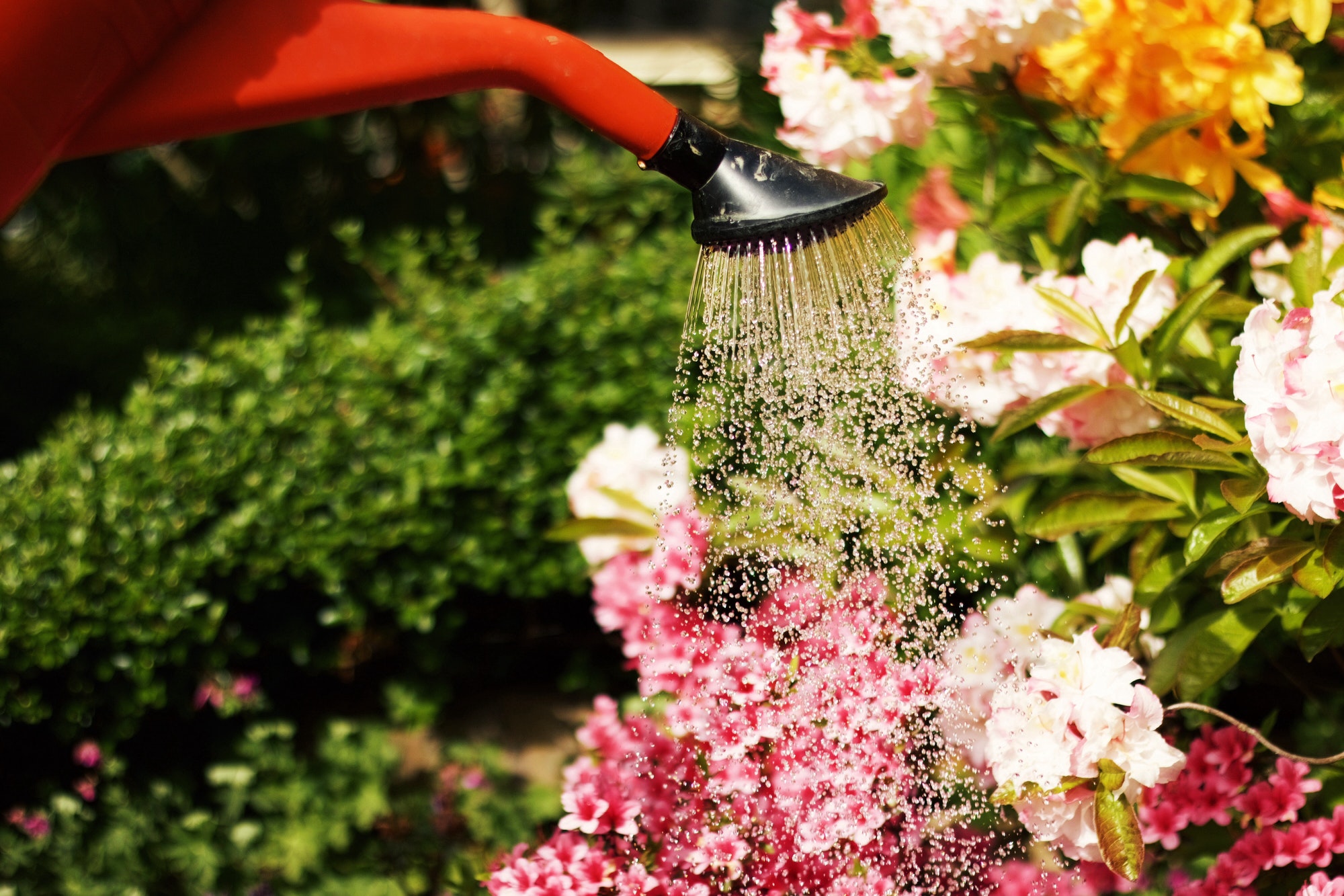 Gardening