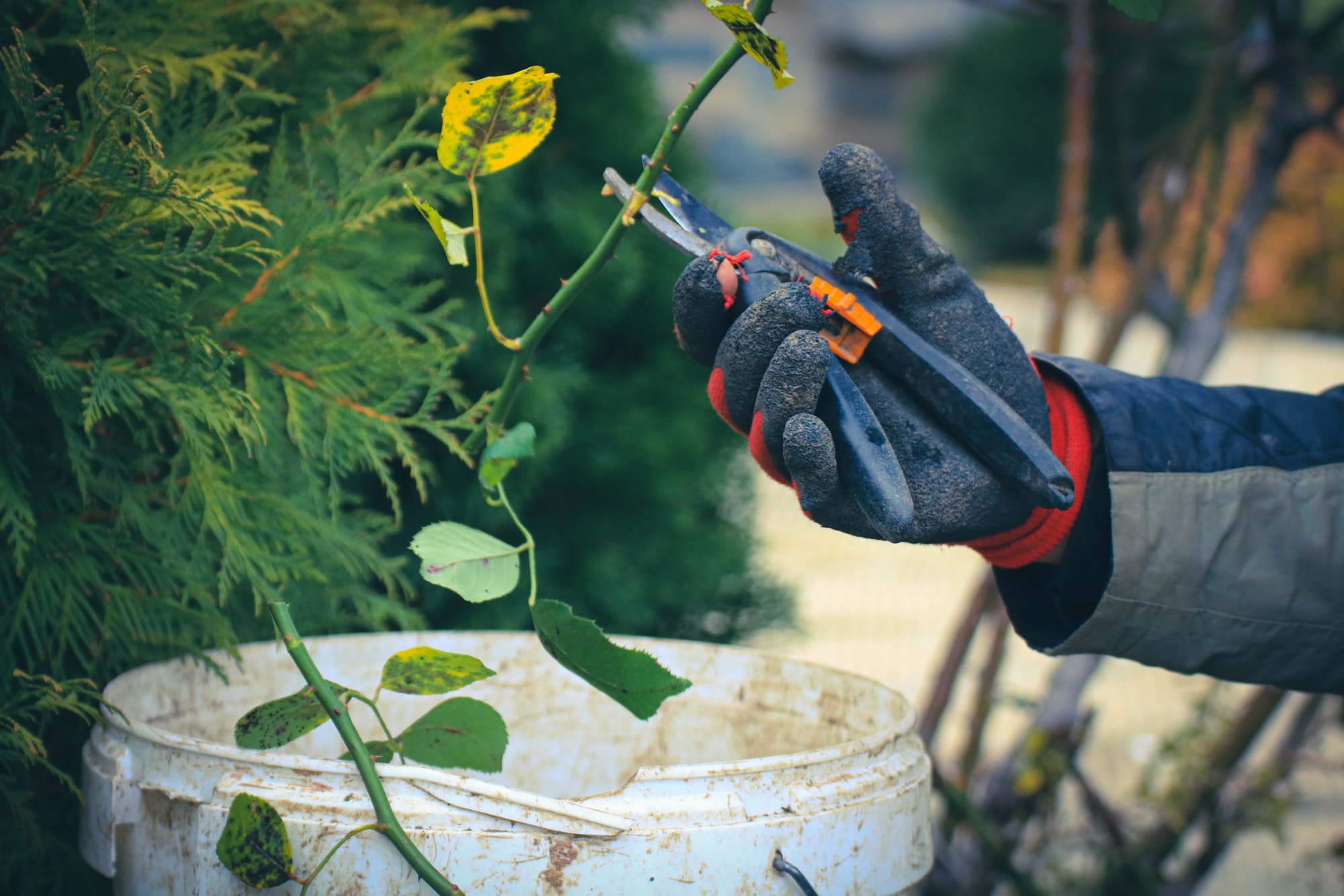 Man working in the garden garden